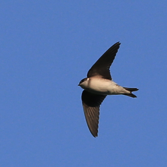 14 Facts About House Martins – The Devon House Martin Project