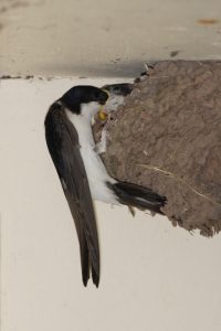 House Martin Philip Mugridge