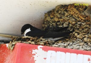 HouseMartin_04052016_PoundgateDartmoor_RobJerrard_3194