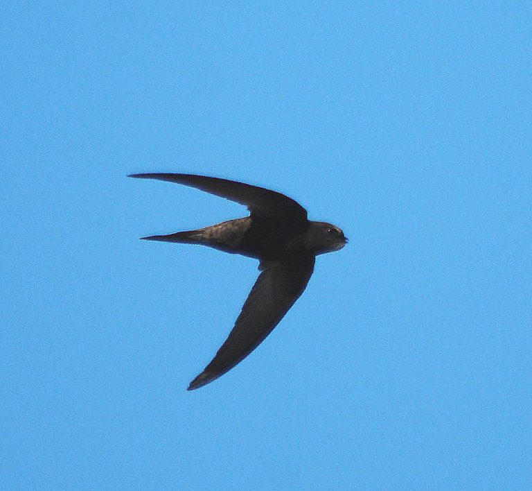 How to identify house martins – The Devon House Martin Project